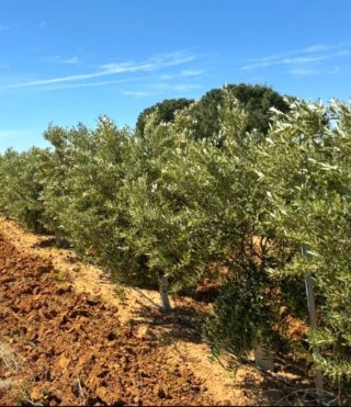 Finca Rústica 28,85 Ha Olivar Súper Intensivo