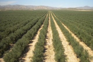 Finca Rústica 28,85 Ha Olivar Súper Intensivo