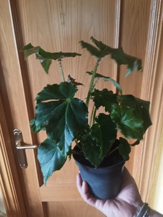 Planta Begonia