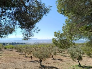 Finca rustica con casa en Villena