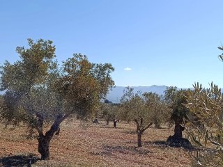 Finca rustica con casa en Villena