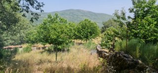 Finca de castaños en Garganta la Olla