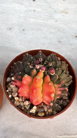 Cactus Gymnocalycium variegado