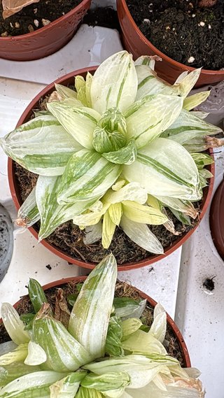 Planta Suculenta Haworthia Variegada