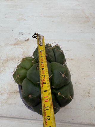 Cactus en maceta