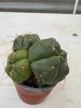 Cactus en maceta