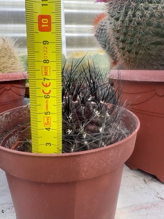 Cactus Negro con Espinas Rojas