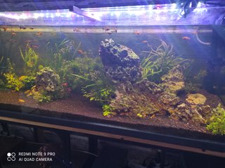 Acuario 150cm ~370L Cristal