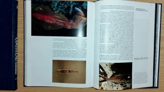 Mundo submarino.libros