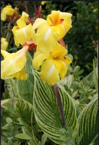Próximamente!! Plantón Canna Minerva