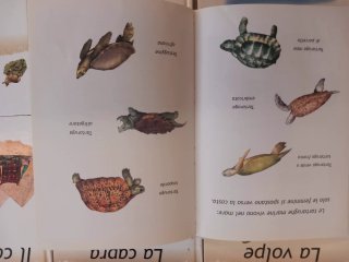 Libri per bambini