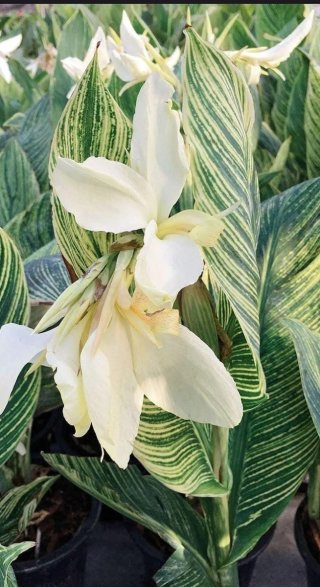 Próximamente!! Plantón Canna White Tiger