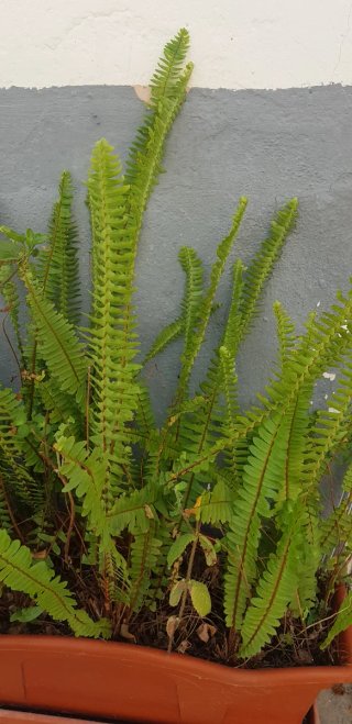 Planta de helechos