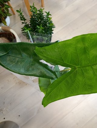 Alocasia Zebrina