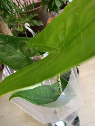Alocasia Zebrina