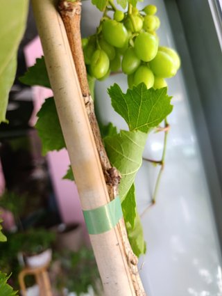 Vitis vinífera 1.50m parra
