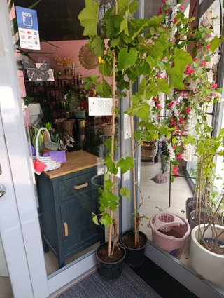 Vitis vinífera 1.50m parra