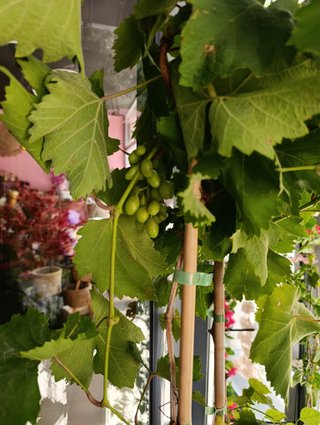 Vitis vinífera 1.50m parra