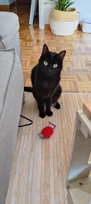 Cuidador de gatos a domicilio