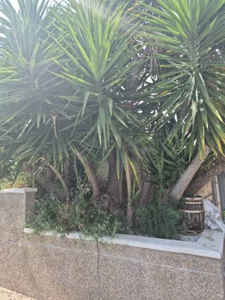 Palmera Yucca Elephantipes