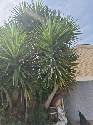 Palmera Yucca Elephantipes