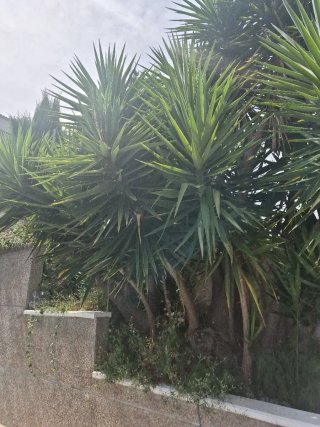 Palmera Yucca Elephantipes