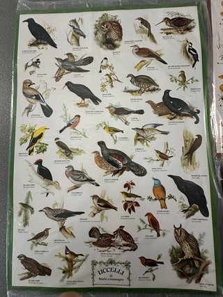 Cartellone illustrato Pesci di Mare