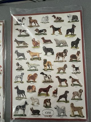 Cartellone illustrato Pesci di Mare
