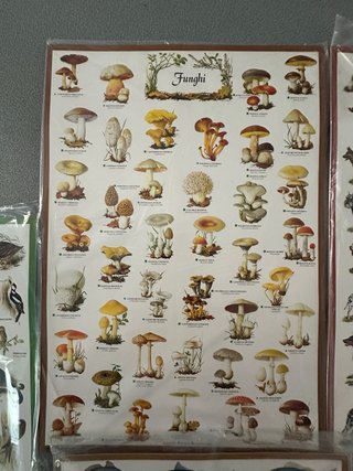 Cartellone illustrato Pesci di Mare