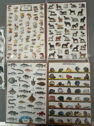 Cartellone illustrato Pesci di Mare