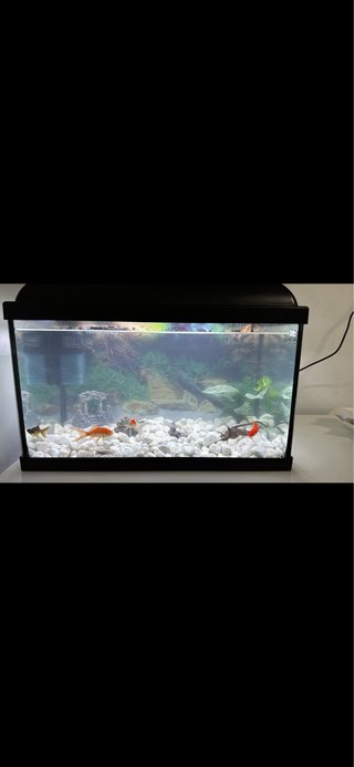 Pecera 38L Negra y Transparente
