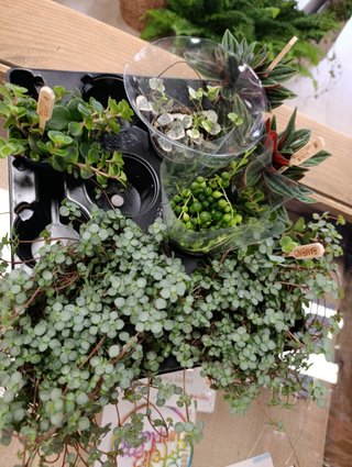 Mini plantitas terrario