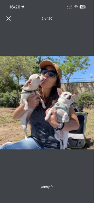 Cuido y paseo perros en Rubí - Sant Cugat