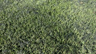 Césped artificial verde