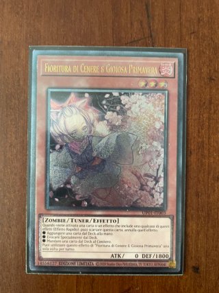 Ash Blossom & Joyous Spring Ultimate, Italian