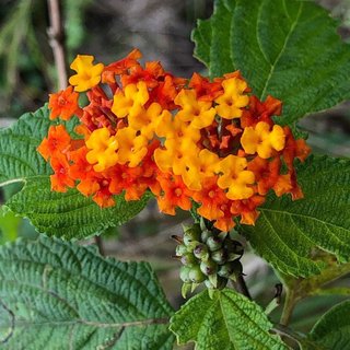 Semillas Lantana Camara Bandera Española