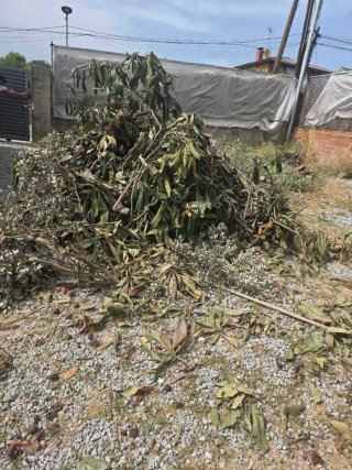Regalo: Troncos y ramas de madera