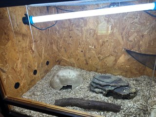 Terrario para Pogona