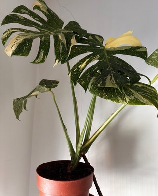 Monstera Variegada