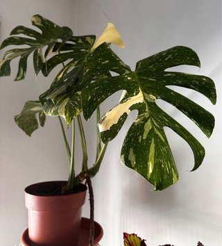 Monstera Variegada