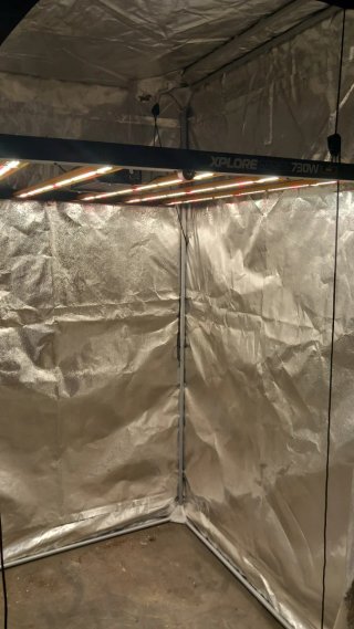 Luz LED Dimlux Xplore 730W Dimmable