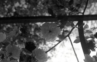 Minolta Minoltina S Cámara Analógica