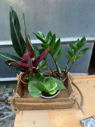 Pack 4 plantas de interior