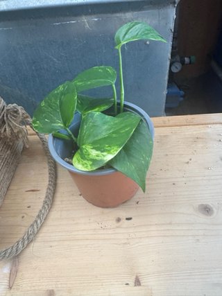 Pack 4 plantas de interior
