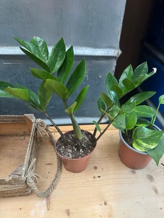 Pack 4 plantas de interior