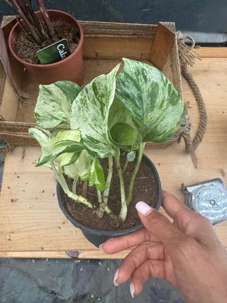 Pack 4 plantas de interior