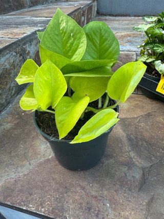 Pack 4 plantas de interior