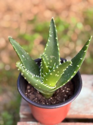 Piantine Grasse da Collezione (Aloe e Aeonium)⁠