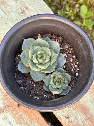 Piantine Grasse da Collezione (Aloe e Aeonium)⁠