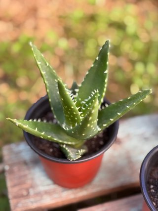 Piantine Grasse da Collezione (Aloe e Aeonium)⁠